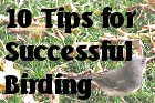 10 Tips for Successful Birding