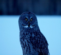 Picture of a Great Gray Owl