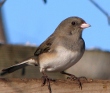 picture of a Junco