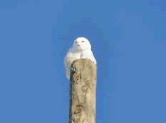 Picture of a Snowy Owl