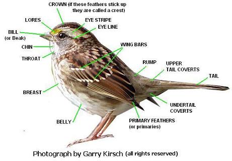 Parts of a bird diagram