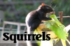 Link to Squirrels gallery