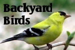Link to Backyard Bird pictures