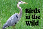 Link to Birds in the Wild